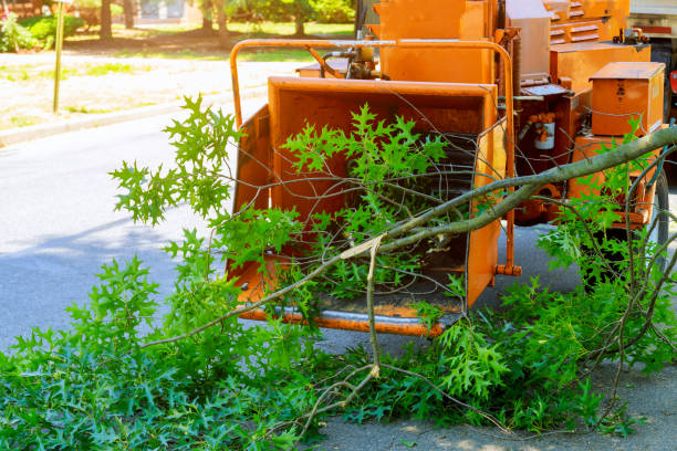 Best Dead Tree Removal  in Milpitas, CA